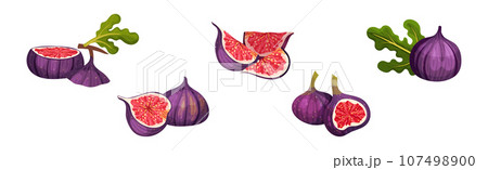 Fig Fruit with Thin Skin and Many Small Seeds Inside Vector Set 107498900