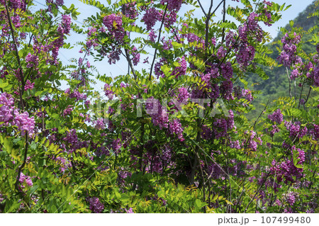 Bicycle path along the Seomjingang River 107499480
