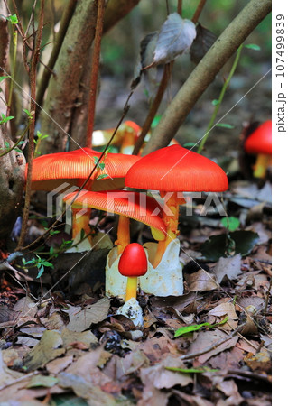 タマゴタケ 107499839