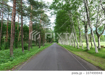 岩手県 八幡平 松と白樺の並木道 岩手県 八幡平 松と白樺の並木道 107499948