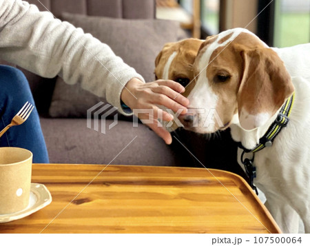 犬2匹の顔をよける手 107500064