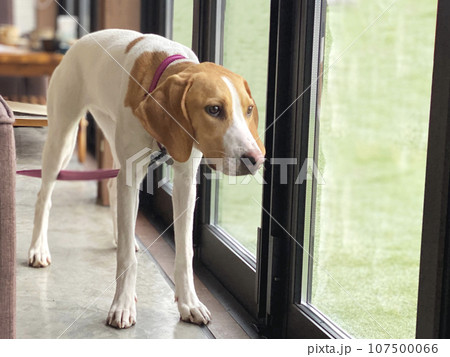窓の外を見る犬 107500066