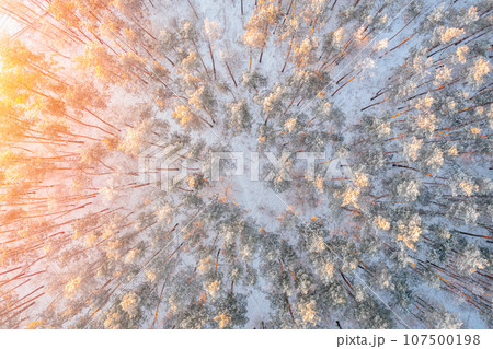 Pine trees with view from above covered with frost in winter. Morning sunset 107500198