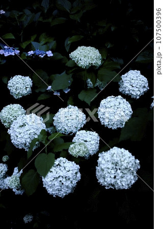 夜の御裳神社 107500396