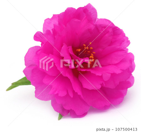 Portulaca grandiflora or moss rose 107500413