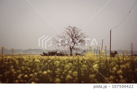 Leafless tree in mustard field 107500422