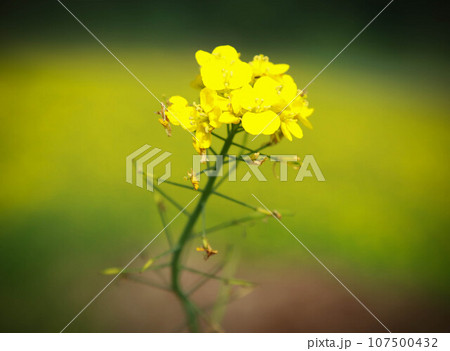 Mustard flowers 107500432