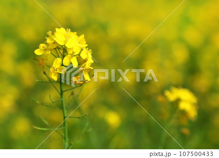 Mustard flowers Mustard flowers 107500433