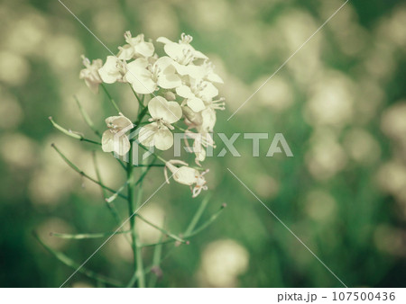 Closeup of mustard flowers Closeup of mustard flowers 107500436