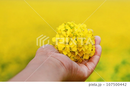 Hand holding mustard flowers Hand holding mustard flowers 107500442