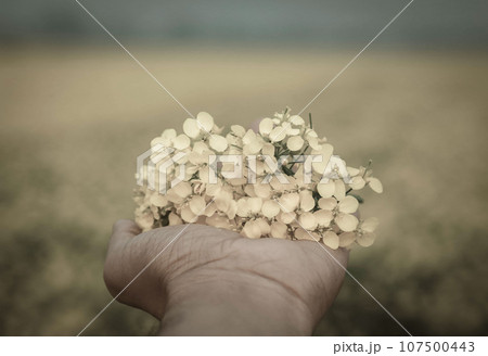 Hand holding mustard flowers Hand holding mustard flowers 107500443