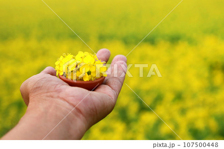 Hand holding mustard flowers 107500448