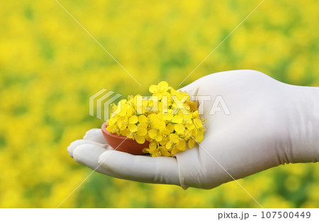 Hand holding mustard flowers 107500449