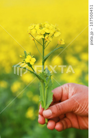 Hand holding mustard flowers Hand holding mustard flowers 107500451