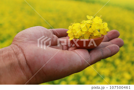 Hand holding mustard flowers Hand holding mustard flowers 107500461
