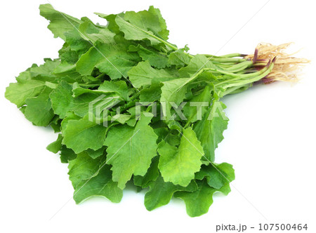 Edible mustard leaves 107500464