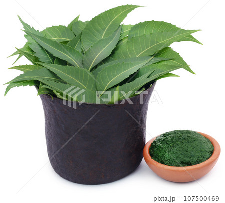 Medicinal neem leaves with ground paste Medicinal neem leaves with ground paste 107500469