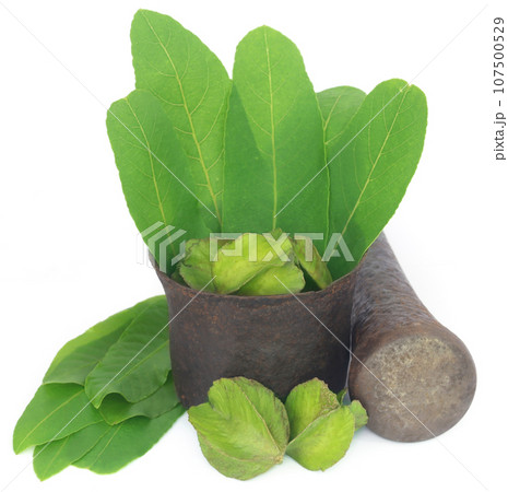 Green leaves of medicinal Terminalia arjuna with fruits 107500529