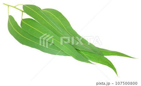Eucalyptus leaves 107500800