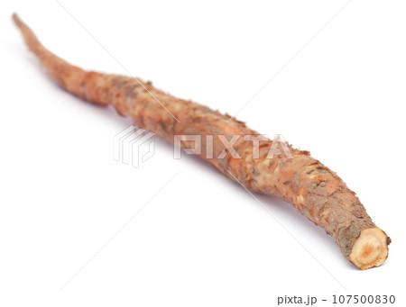 Root of Bomax tree Root of Bomax tree 107500830