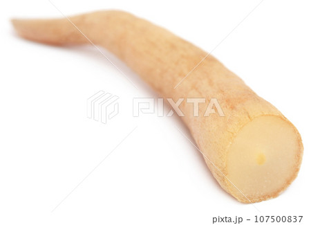 Asparagus racemosus Asparagus racemosus 107500837