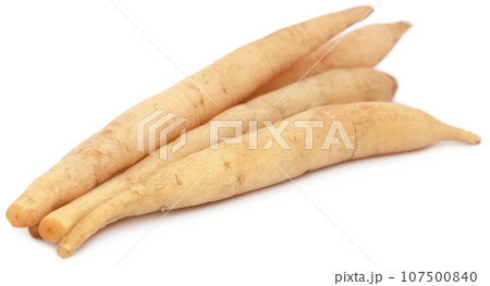Asparagus racemosus Asparagus racemosus 107500840