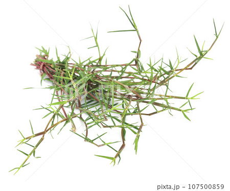 Bunch of Grass 107500859
