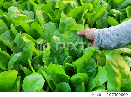 Fresh and organic spinach 107500860