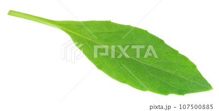 Gynura procumbens known as longevity spinach Gynura procumbens known as longevity spinach 107500885