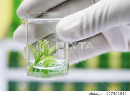 Tissue culture concept Tissue culture concept 107501012