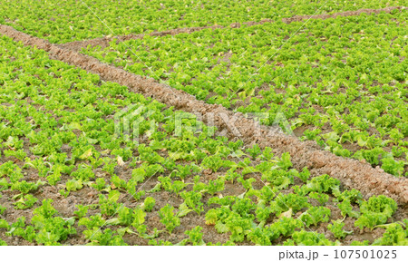 Organic lettuce production Organic lettuce production 107501025