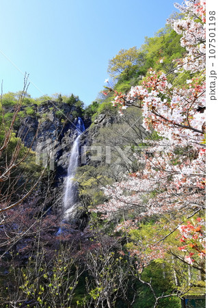 【香川県】桜咲く春の不動の滝カントリーパーク 107501198