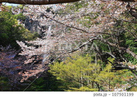 【香川県】桜咲く春の不動の滝カントリーパーク 107501199
