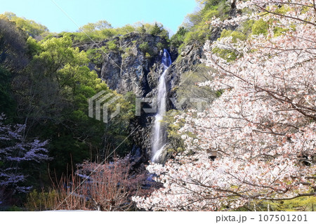 【香川県】桜咲く春の不動の滝カントリーパーク 107501201