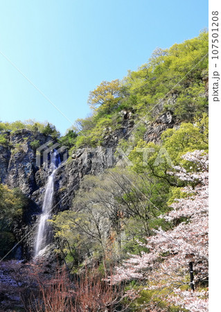【香川県】桜咲く春の不動の滝カントリーパーク 107501208