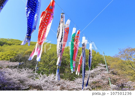 【香川県】春の不動の滝カントリーパーク(桜と鯉のぼり) 【香川県】春の不動の滝カントリーパーク(桜と鯉のぼり) 107501236
