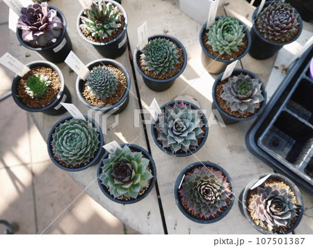 ミニサボテン 107501387