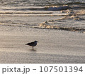 夕暮れ海のカモメ  107501394