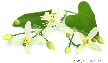 Clematis flammula or sweet-scented virgin's bower Clematis flammula or sweet-scented virgin's bower 107501460