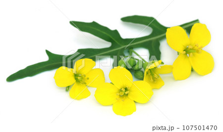 Fresh arugula or rucola leaves with flower 107501470