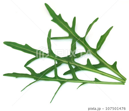 Fresh arugula or rucola leaves 107501476