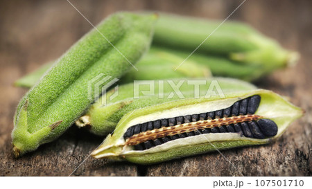 Sesame seeds with pods 107501710
