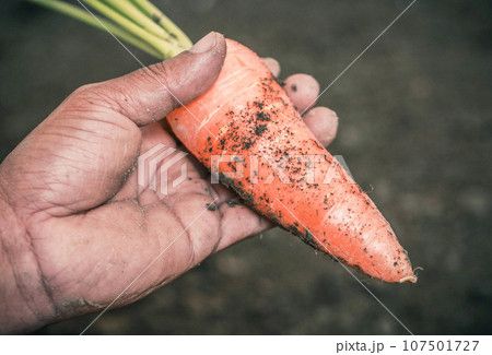 Organic carrot 107501727