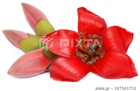 Bombax ceiba or silk cotton flower 107501732