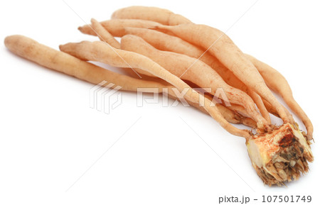 Asparagus racemosus or medicinal Shatavari 107501749