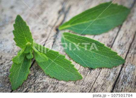 Stevia leaves Stevia leaves 107501784