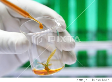 Tissue culture concept 107501887