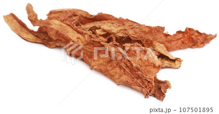 Dry tobacco leaves Dry tobacco leaves 107501895