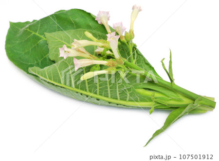 Tobacco flowers Tobacco flowers 107501912