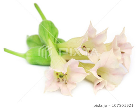 Tobacco flower Tobacco flower 107501921